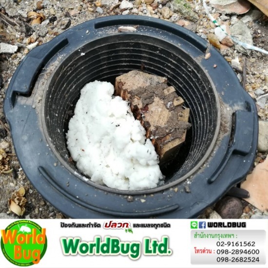 กําจัดปลวกแบบยกรัง ราคา กําจัดปลวกแบบยกรัง ราคา  บริษัทกำจัดปลวก ปลวกตายยกรัง 