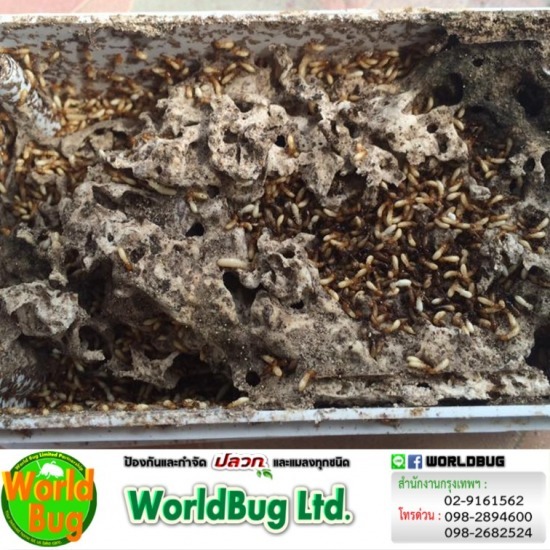 บริษัทกําจัดปลวก ราคา บริษัทกําจัดปลวก ราคา  บริการรับฉีดปลวก ราคาถูก  บริการวางท่อกำจัดปลวก รับกำจัดปลวก 